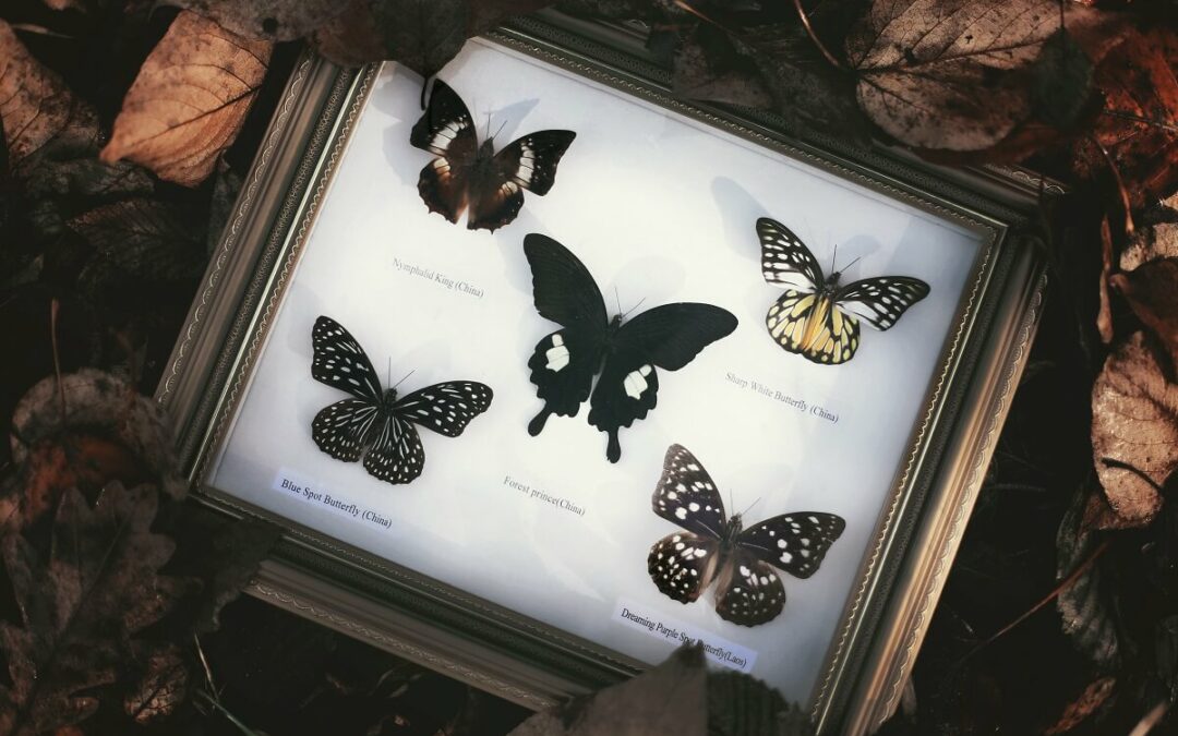 خطر انقراض حشرات: جهان ما بدون حشرات متوقف خواهد شد