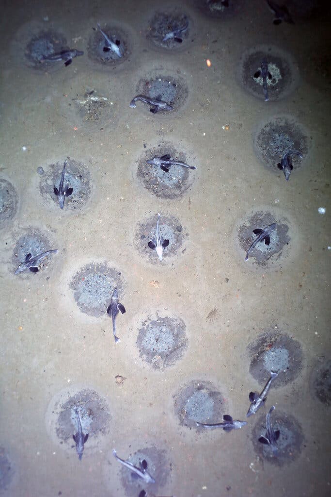 ماهیان یخی کف اقیانوس