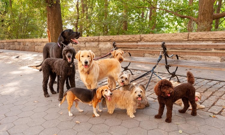 dogs