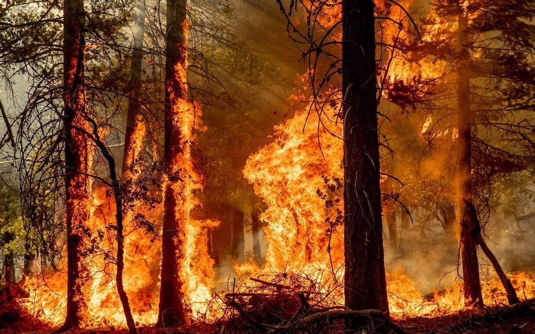 برخلاف تبلیغات دولتی، تنک کردن جنگل، چوب بری و قطع درختان، امکان آتش سوزی در جنگل ها را افزایش می دهد.