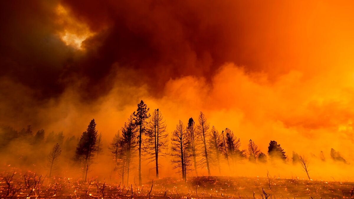 نابودی جنگل در آتش سوزی