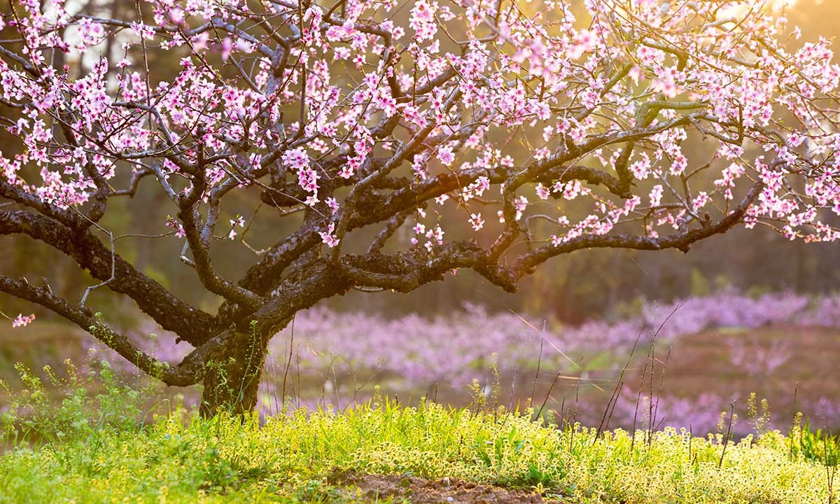 گلهای شکوفه