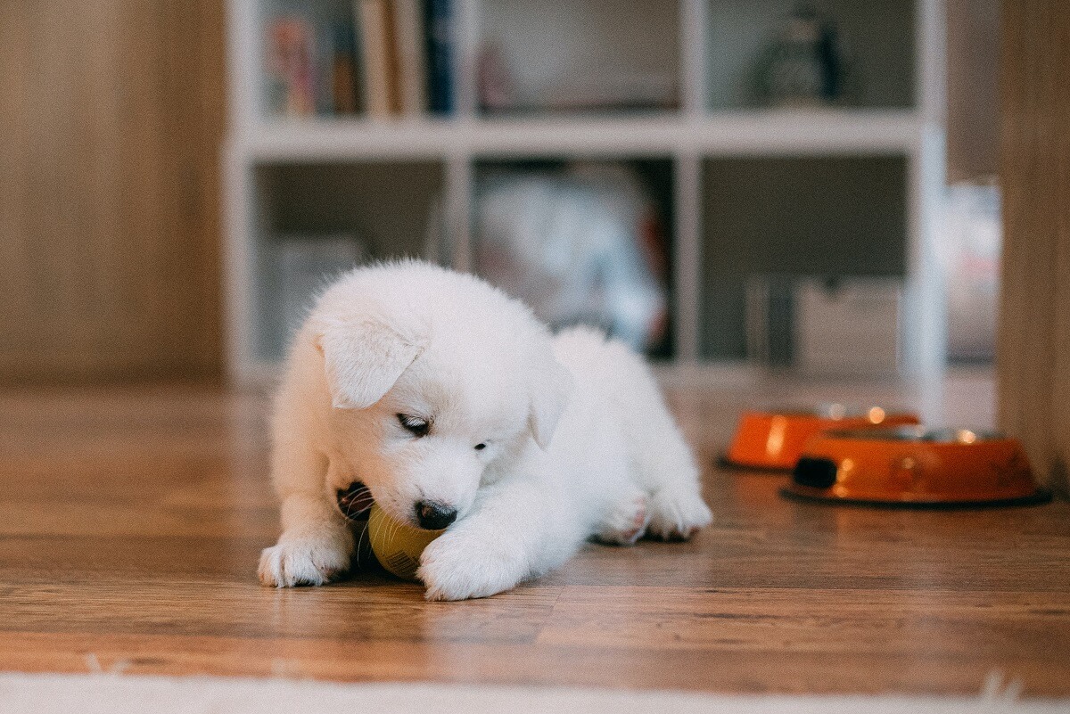 dog