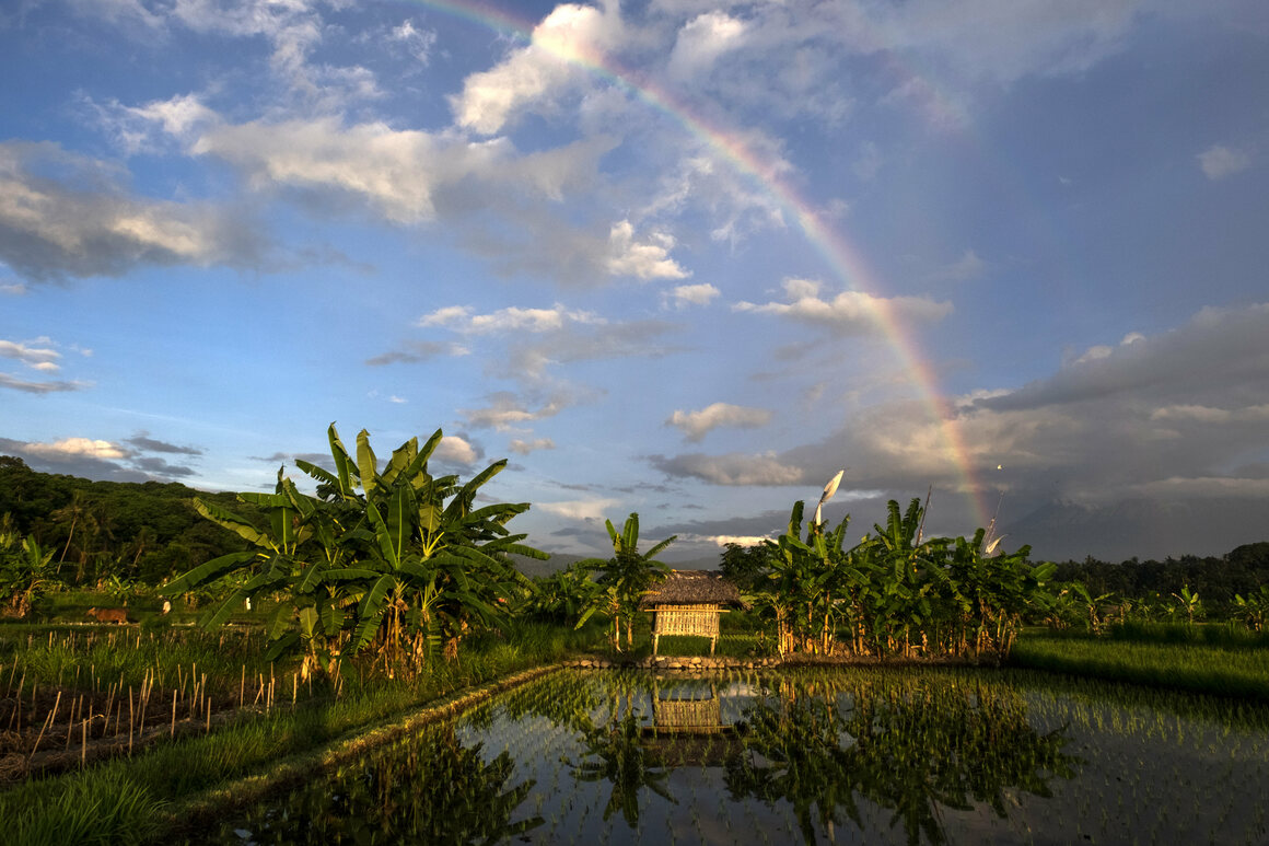 رنگین کمان بر روی جنگل
