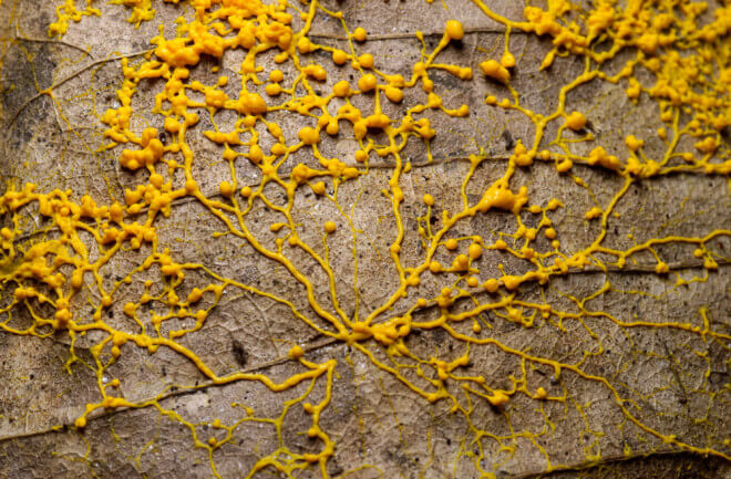 slime mold